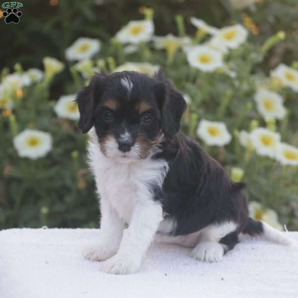 Blake, Cavapoo Puppy